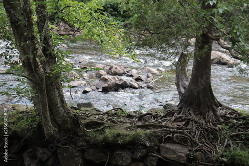 Old trees in the forest with a view of a river. The St-Charles river in Wendake in Quebec city. Beautiful stream of the river with trees and waterfalls. Protection of the water and environment.