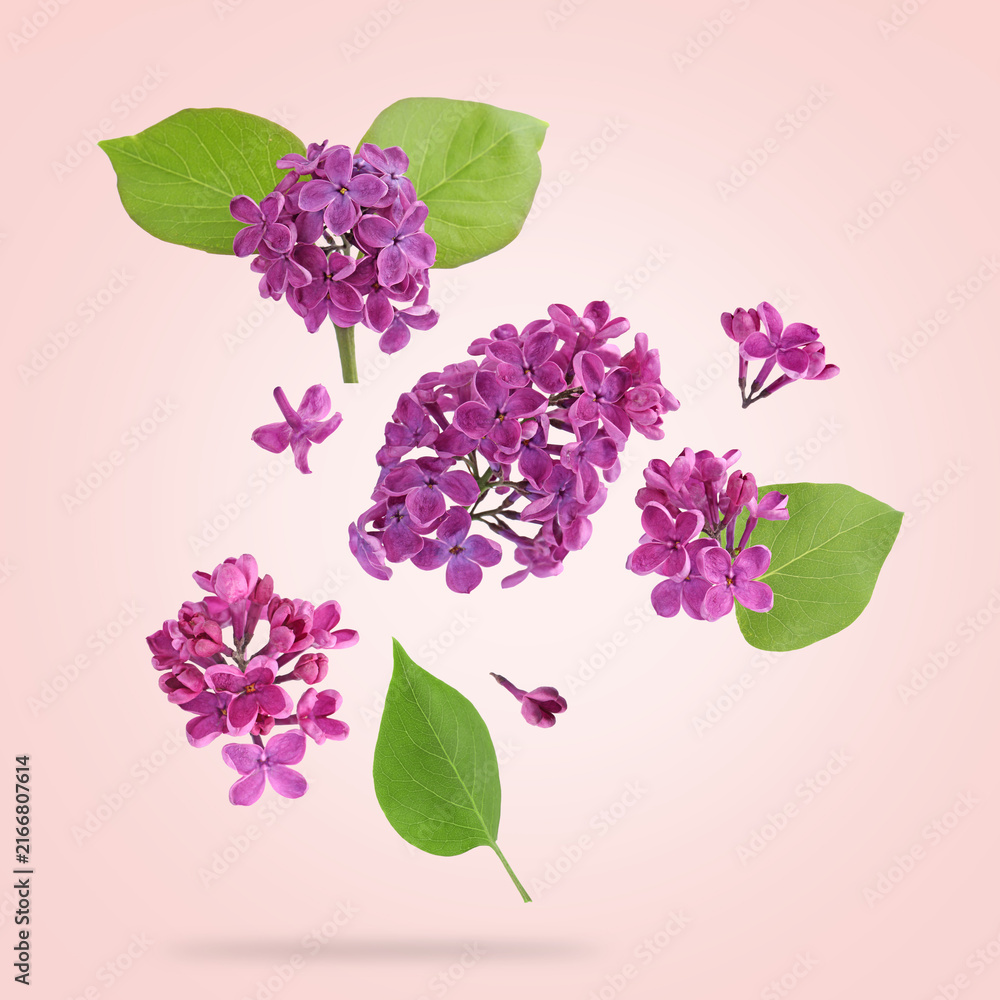 Fototapeta premium Bright lilac flowers and green leaves falling against pastel pink background