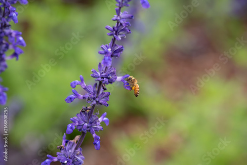 Western Honeybee pollinating a Mealy Blue Sage plant. The pollen carrying basket is visible on the bee.