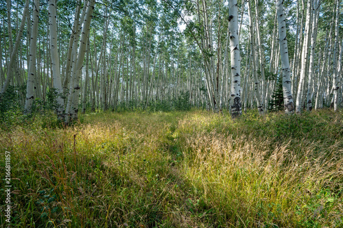Path through Aspen Trees in Flat Tops Wilderness, Colorado on sunny summer afternoon.