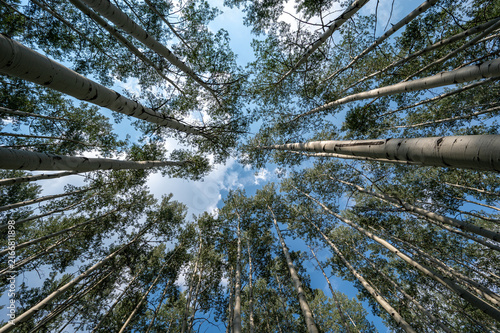 Upward view of Aspen Tree canopy in Flat Tops Wilderness, Colorado on sunny summer afternoon