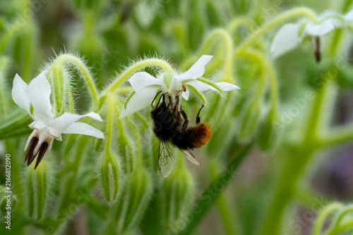 Bumblebee feeding on white borage flowers in a garden