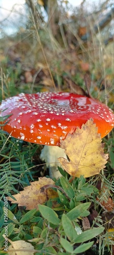 Obraz na płótnie Red Fly Agaric Mushroom (Amanita muscaria) with Water Drops in Autumn Grass