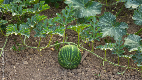Картината върху платно Young green striped watermelon growing on a leafy vine resting on dry soil in a