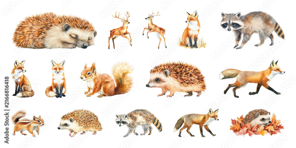 Naklejka premium PNG Woodland animals watercolor illustrations, element set on transparent background