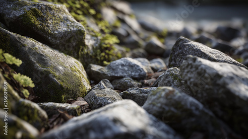 Moss growing on rocks in forest