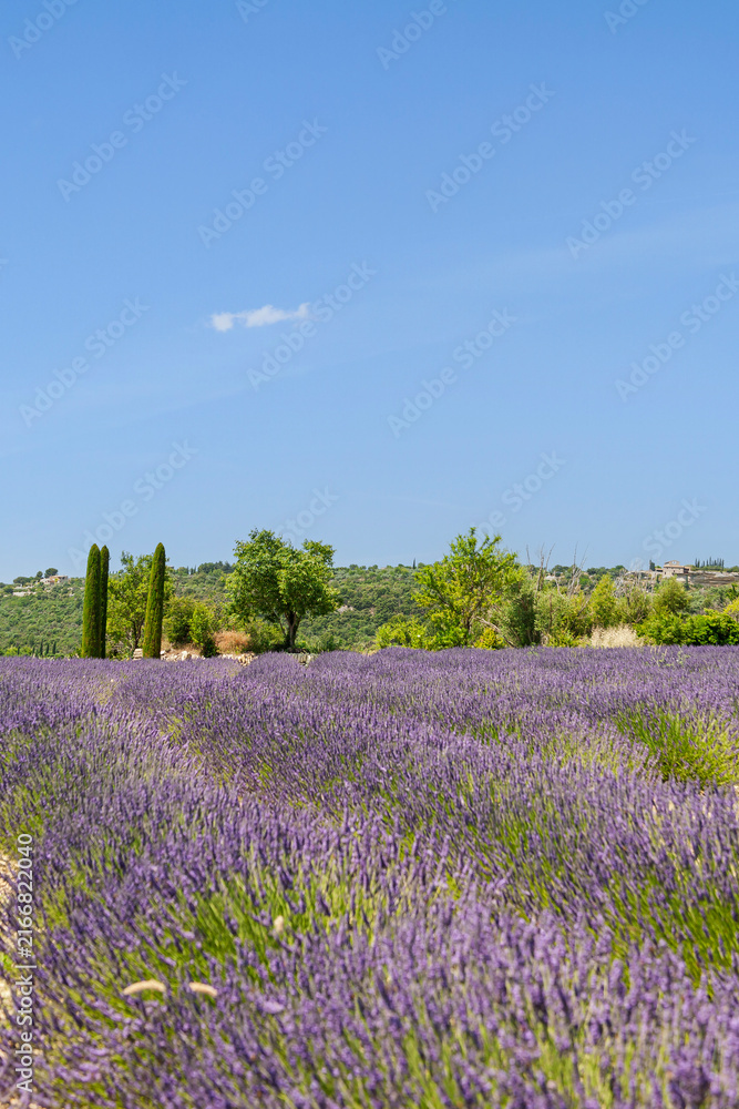 Fototapeta premium Lavendelfeld, Provence