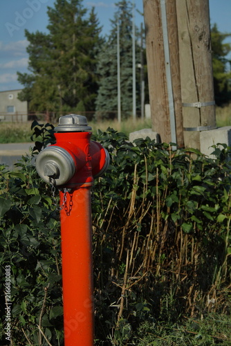 Cuadro en lienzo Bright red fire hydrant covered in grass near roadside