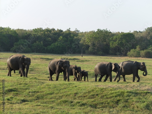Konstfotografi Herd of wild Asian elephants with calves walking across a green grassland in Min