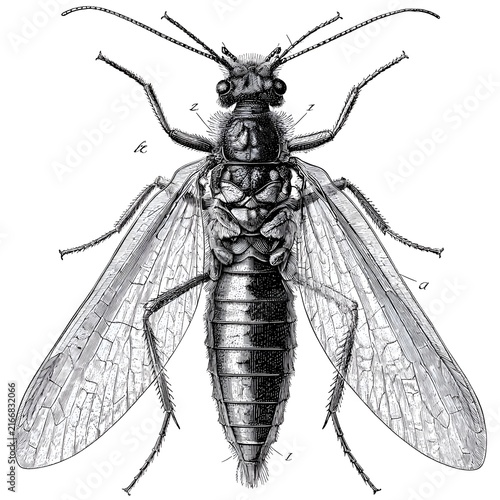 Detailed engraving of a lacewing insect with wings spread, showing anatomical details and labels