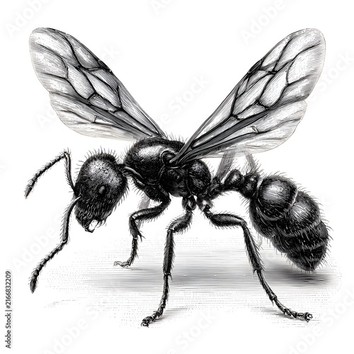 Detailed black and white engraving of a winged ant in profile view