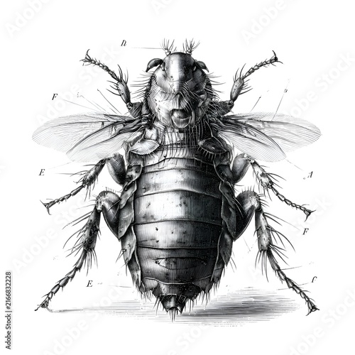 Detailed anatomical illustration of a flea, showing its segmented body, legs, and wings