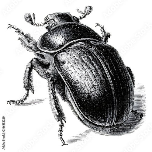Intricate engraving of a scarab beetle, showing detailed legs, antennae, and textured exoskeleton