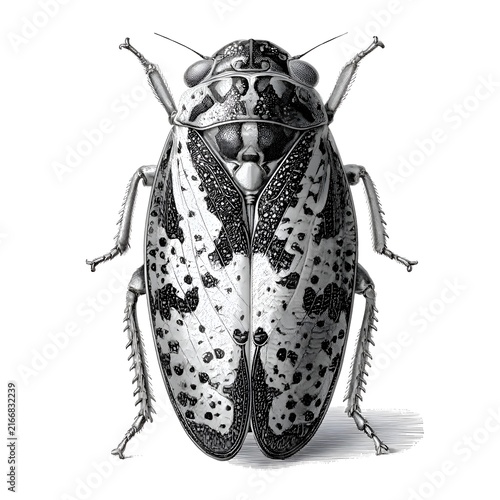 Detailed vintage illustration of a Fulgorid planthopper insect