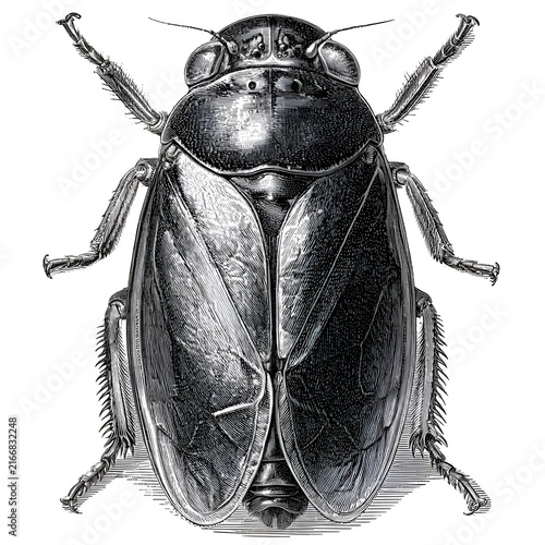 Vintage illustration of a close-up view of a black beetle with intricate details and a white background