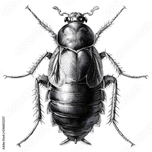 Vintage illustration of a cockroach, detailed etching style, isolated on white background