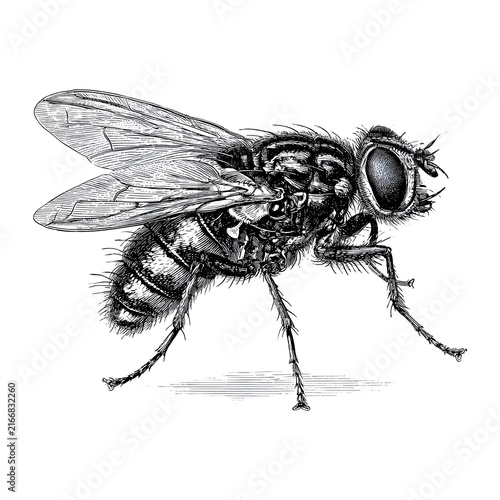 Detailed ink illustration of a common housefly with intricate line work and shading, isolated on a white background