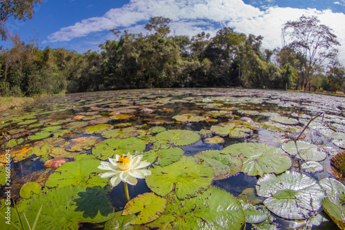 This Is a Beautiful Brazilian Lake With Lotus Flower