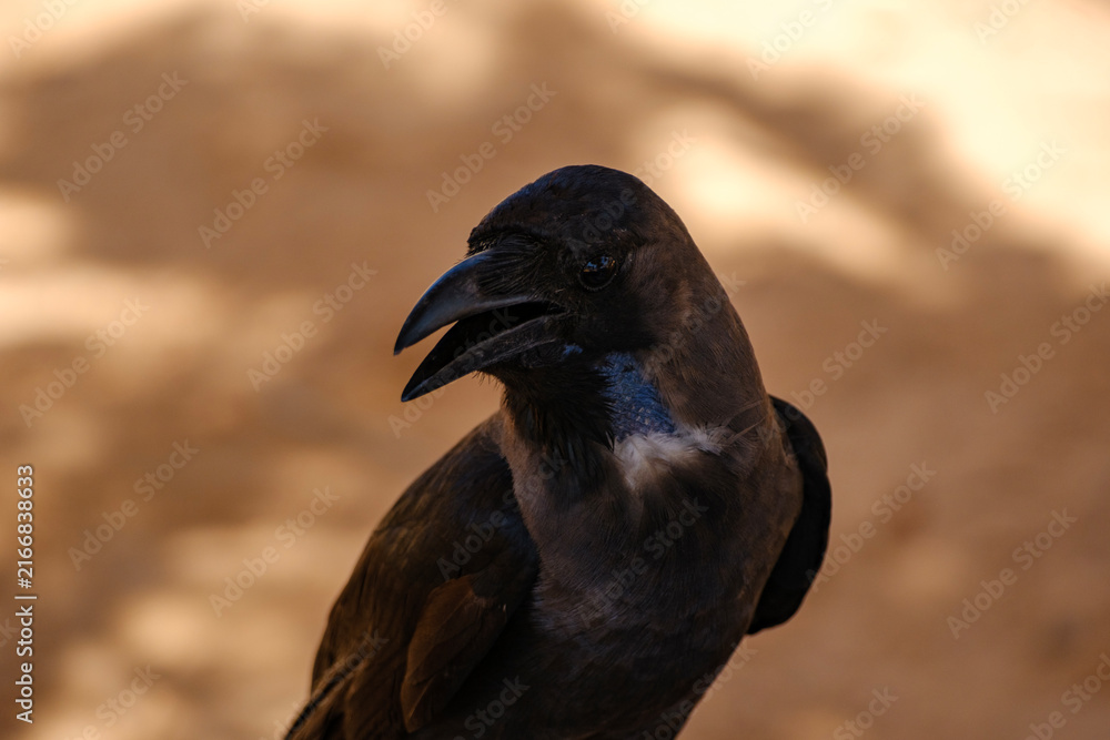 Obraz premium Close-up portrait of a wild house crow with open beak looking sideways