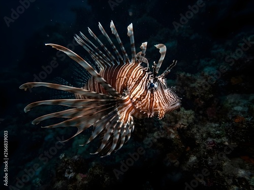 Striking Lionfish Swimming Over Dark Coral Reef