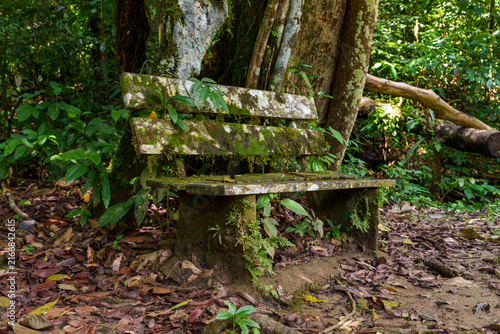 Moss-Covered Bench in Dense Tropical Rainforest