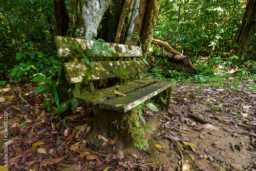 Moss-Covered Bench Beside Tropical Rainforest Path