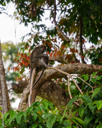 Long-Tailed Macaque Grooming on Rainforest Tree