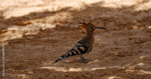 Bild auf Leinwand Eurasian hoopoe bird standing on sandy ground foraging in natural sunlight