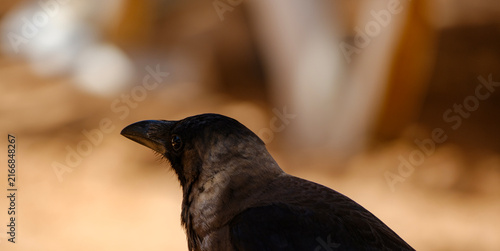 Fotografie Profile view of a black crow head against blurred sandy background