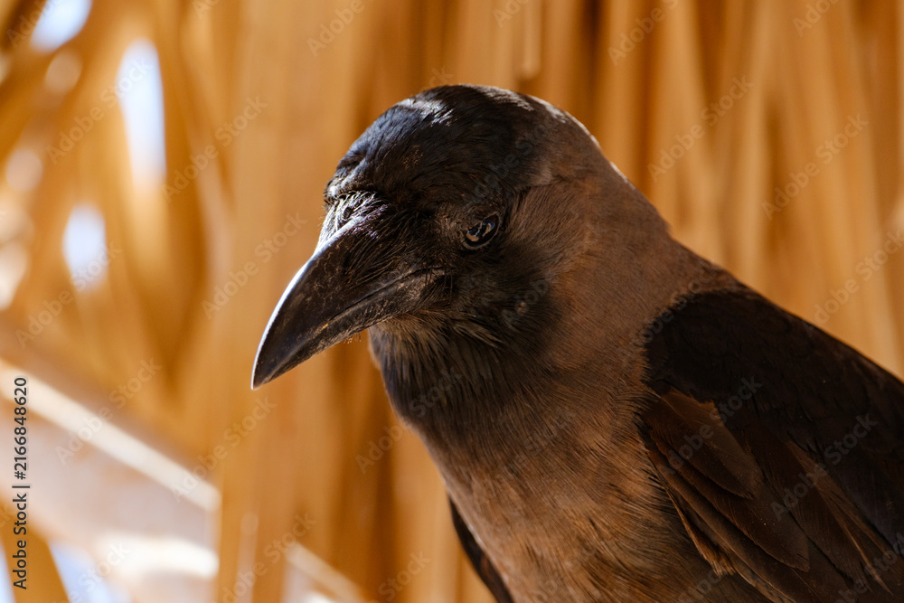 Naklejka premium Profile view of a curious black crow looking to the side with sharp focus and warm natural lighting