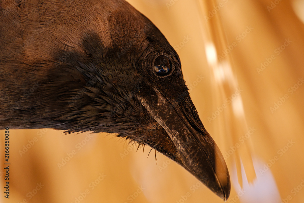 Naklejka premium Close-up profile portrait of a curious black crow looking downward with sharp beak