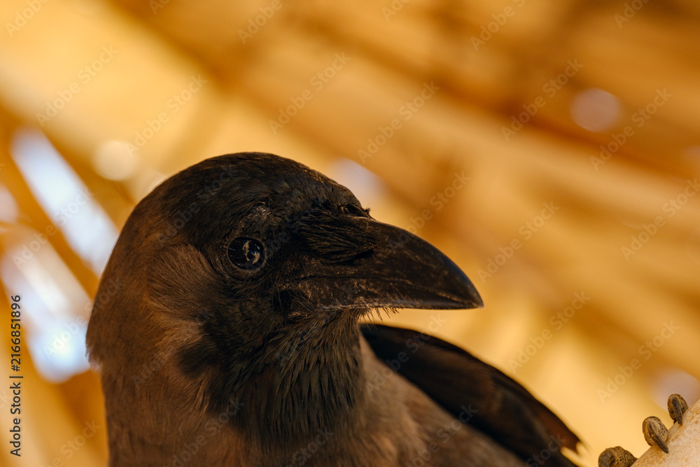 Naklejka premium Detailed close-up portrait of a dark crow head observing its surroundings alertly