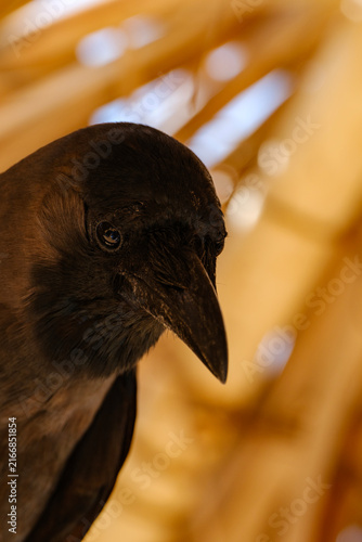 Foto Curious black crow looking down with sharp beak close up portrait