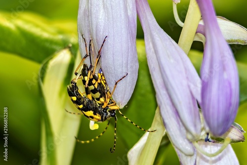 Картината върху платно Spotted Longhorn Beetles (Rutpela maculata) Mating on Purple Hosta Flower, Bavar
