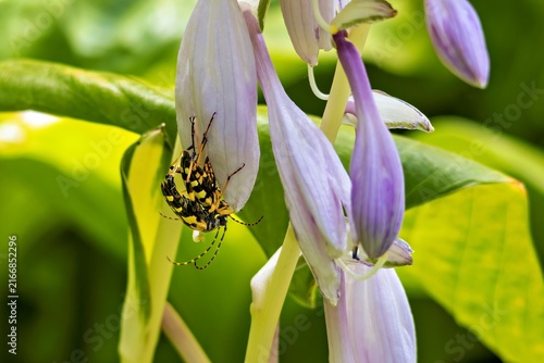 Canvastavla Spotted Longhorn Beetles (Rutpela maculata) Mating on Purple Hosta Flower, Bavar