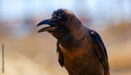 Fotografie Close up portrait of a curious wild bird with open beak outdoors