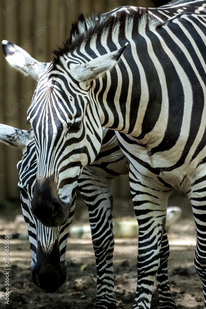 Naklejka premium Portrait of zebras in gentle interaction.