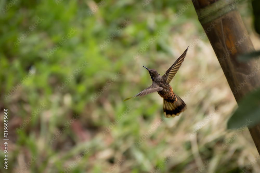 Naklejka premium Close-Up Hummingbird in Flight Near Bamboo Stem
