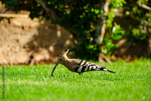 Photography Eurasian hoopoe bird foraging for insects in green grass garden