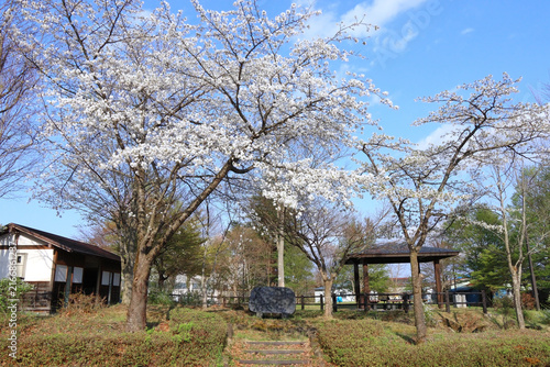 Fotografie 日本のマイナーな小さな公園で桜の花が咲く風景（宮城県加美町の一の沢公園）