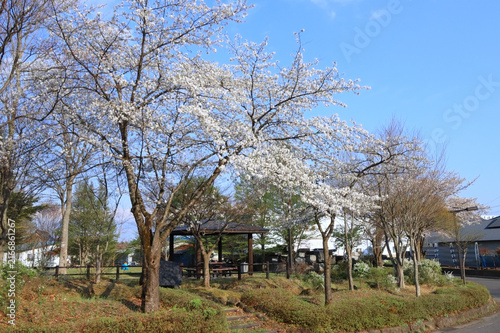 Foto 日本のマイナーな小さな公園で桜の花が咲く風景（宮城県加美町の一の沢公園）