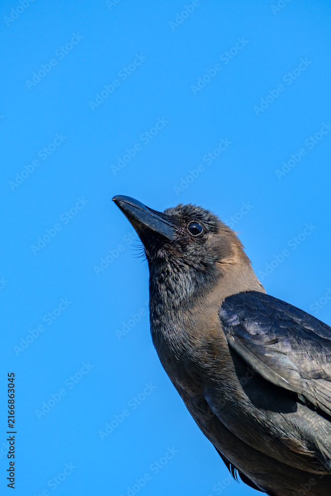 Naklejka premium Curious dark brown crow looking upwards against a bright blue sky background