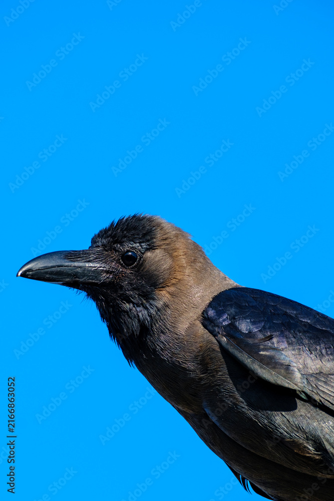 Naklejka premium Close up portrait of a dark brown crow perched against a vivid blue sky