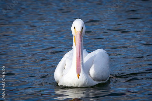 white pelican on the water