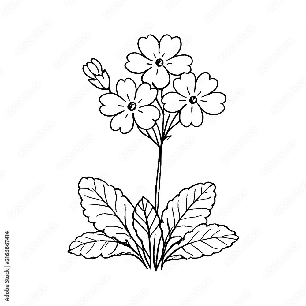 Fototapeta premium PNG Delicate hand-drawn floral illustration.