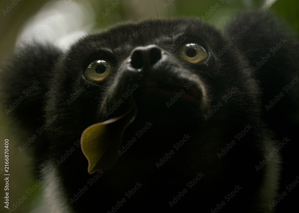 Naklejka premium close up of an indri lemur