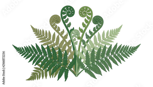 Bild auf Leinwand Green fern leaves fiddlehead bouquet botanical element frond branch nature folia