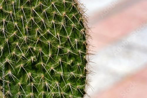 Canvastavla Macro shot of green cactus pad with intricate pattern of sharp spines