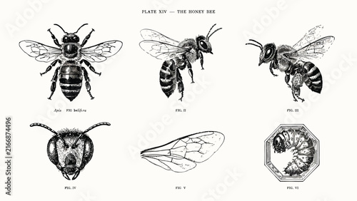 Honey bee vintage engraving collection, detailed scientific insect illustrations featuring six adult bees and larva with intricate black ink line work.