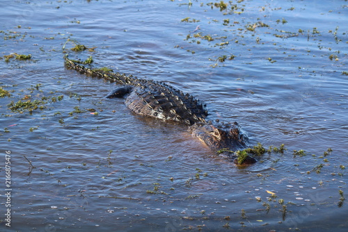 Fotografie alligator in the swamp